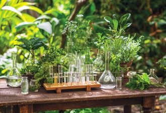 Plantes mdicinales : Histoire, bienfaits et guide pratique
