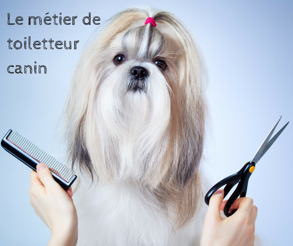 Offre D Emploi Toiletteur Canin