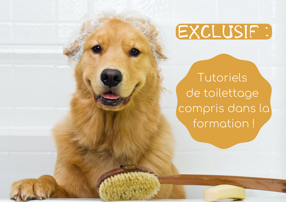 Golden retriever avec de la mousse sur la tête