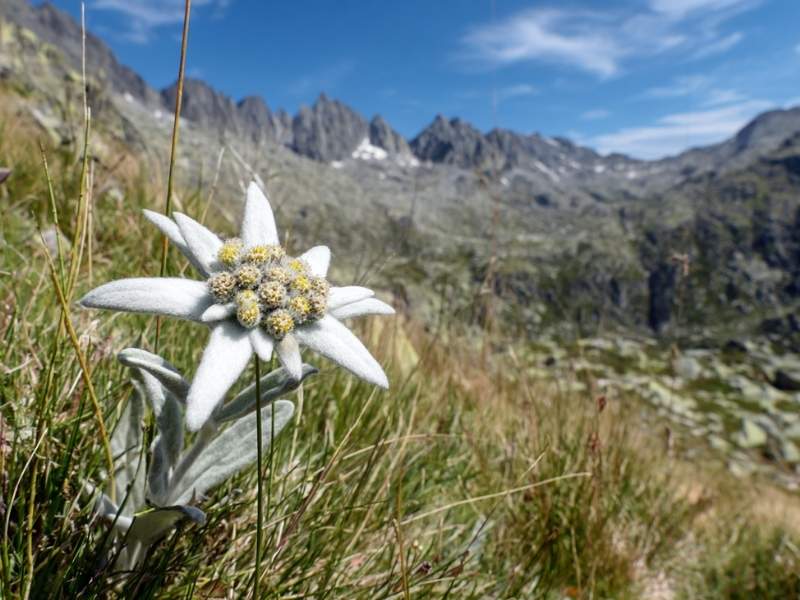 Phytothérapie naturelle