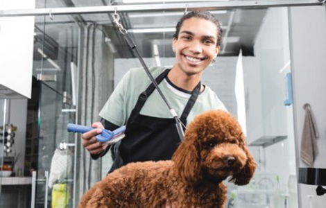 devenir toiletteur pour chien sans diplome