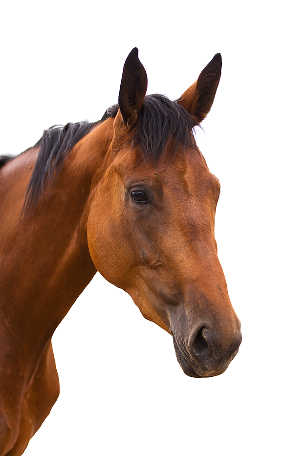 Devenir éleveur de chevaux