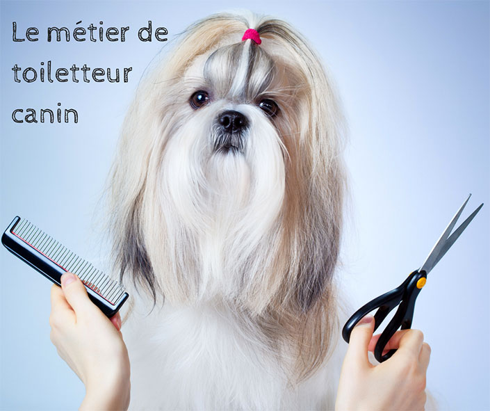 Devenir toiletteur pour chiens