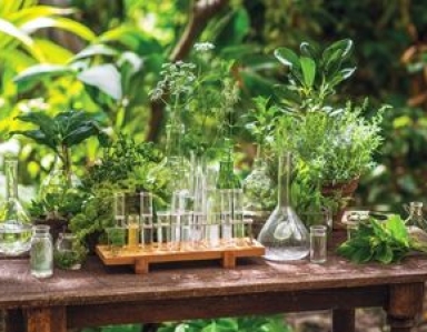 Plantes médicinales