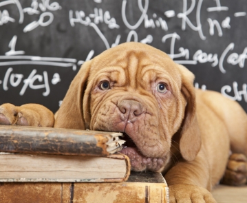 Elevage canin (de chiens)