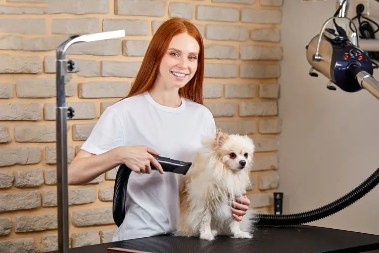 Chien se faisant sécher par un toiletteur