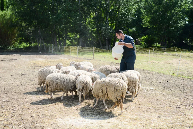 Devenez Soigneur Animalier Portrait d'un beau jeune berger vétérinaire s'occupant d'un troupeau de moutons dans une petite ferme de campagne