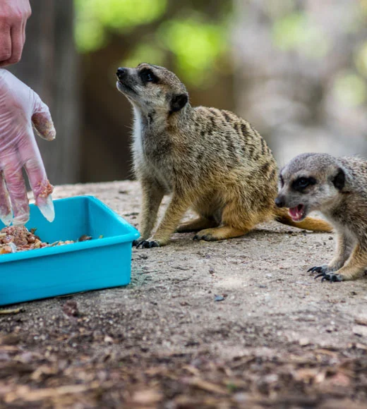 Main d'une femme se préparant à nourrir un couple de suricates (Suricata suricatta) dans un zoo.